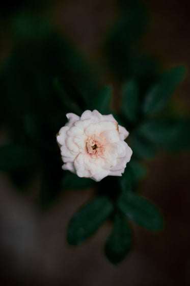 camera looks down at a soft pink flower