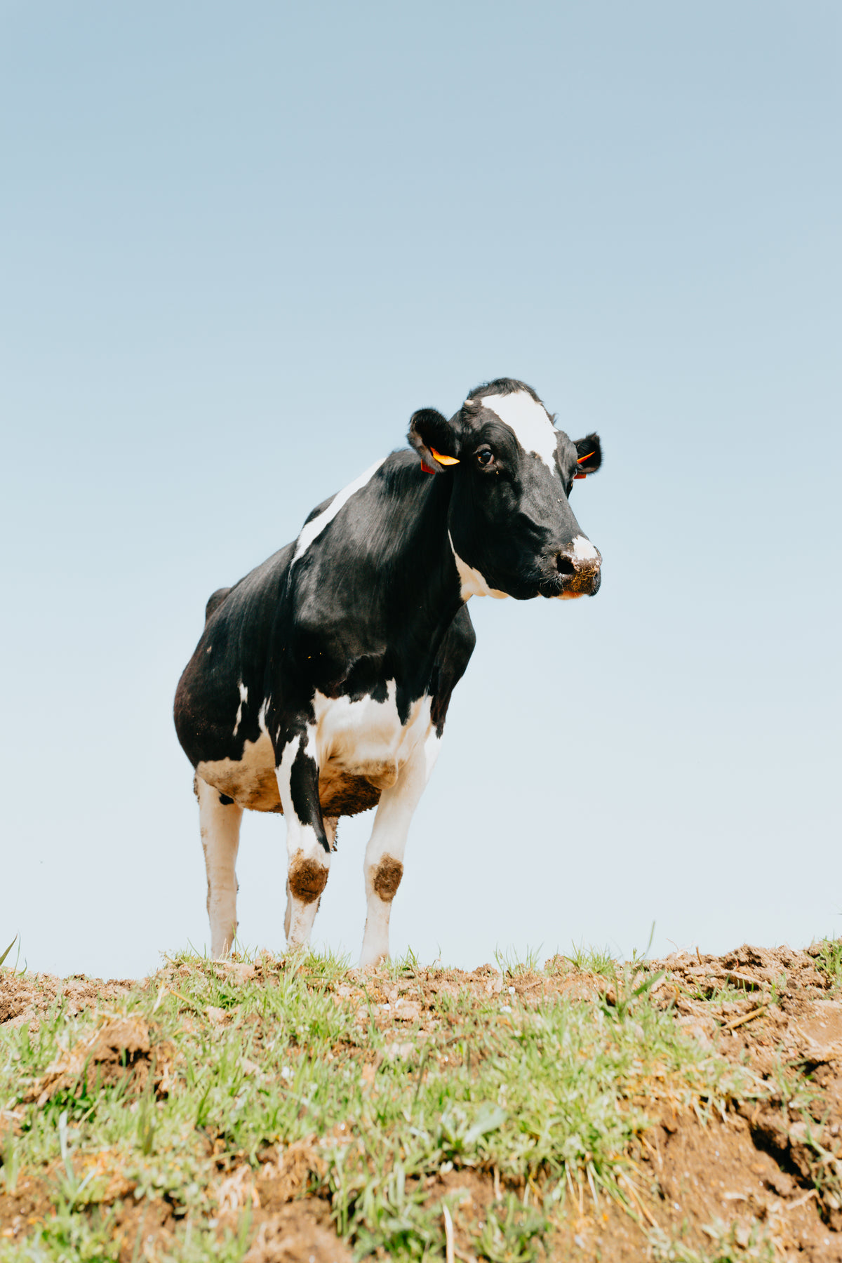 camera looks up at a single standing cow