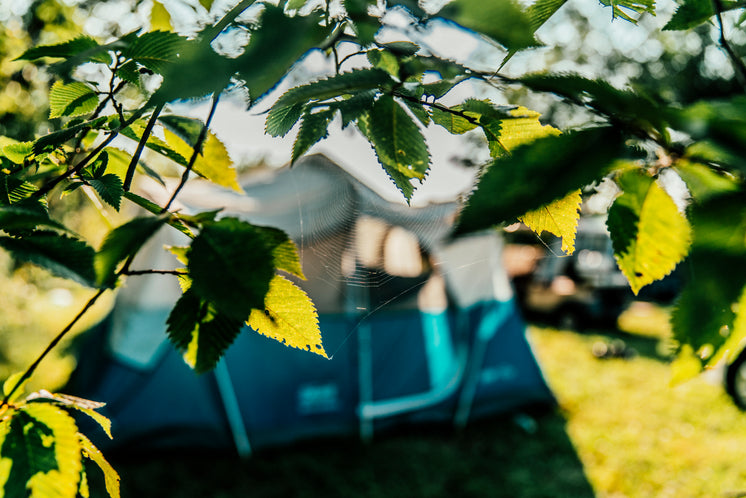 Campground Spiders Web