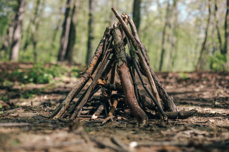 camping kindling ready to be lit - a small tee in the woods