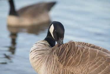 canada goose preening feathers