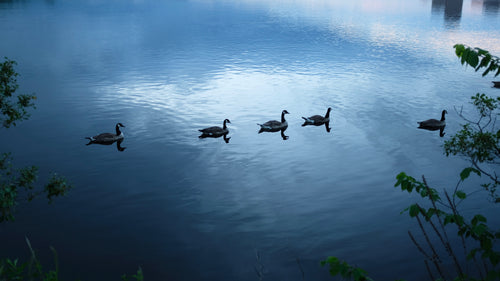 canadian geese swim on pond