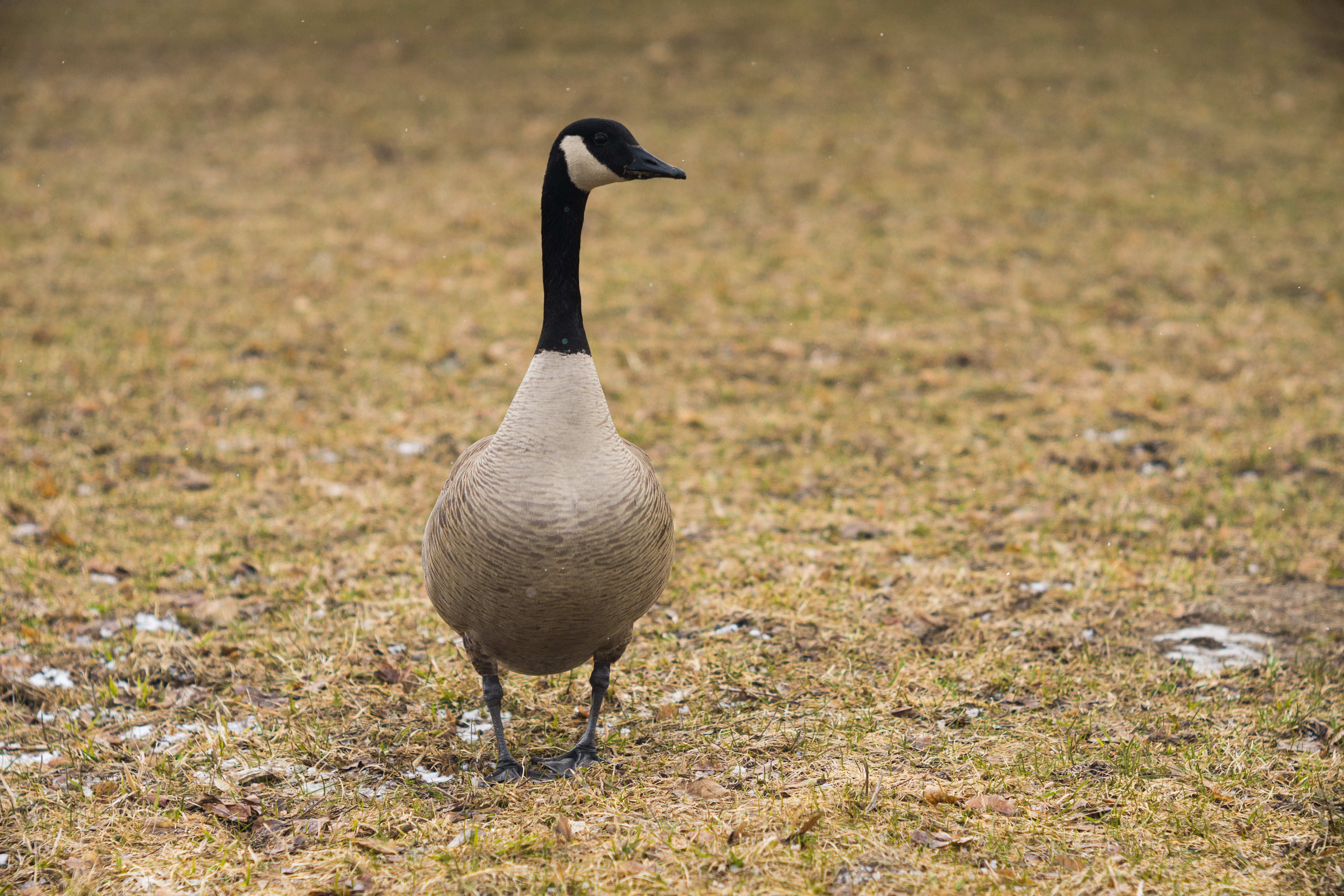 Canada goose outlet web yoga