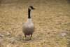 canadian goose walking on grass