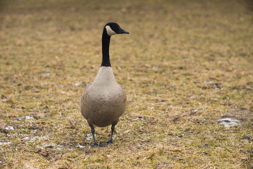 canadian goose walking on grass