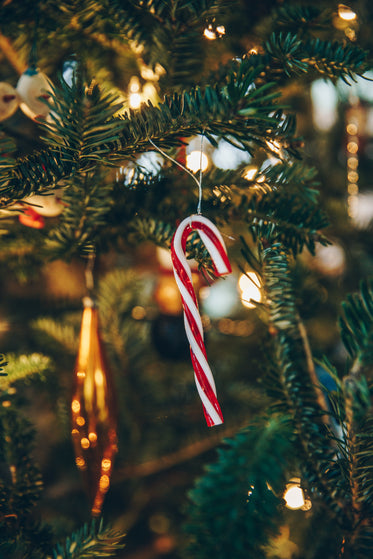 candy cane and lights on tree