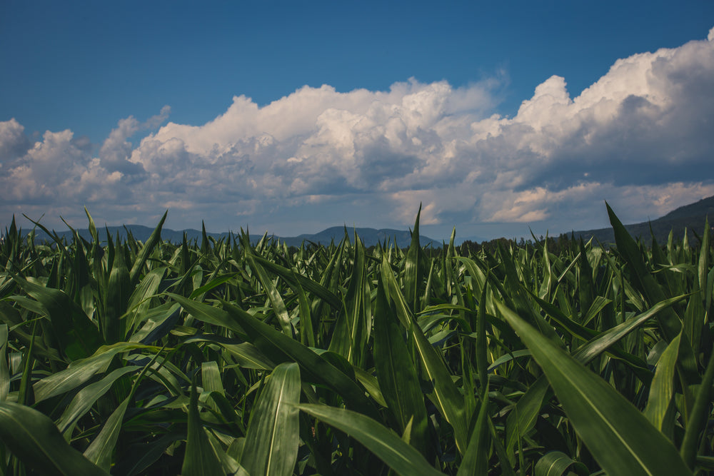 cane sugar fields under bright blue sky