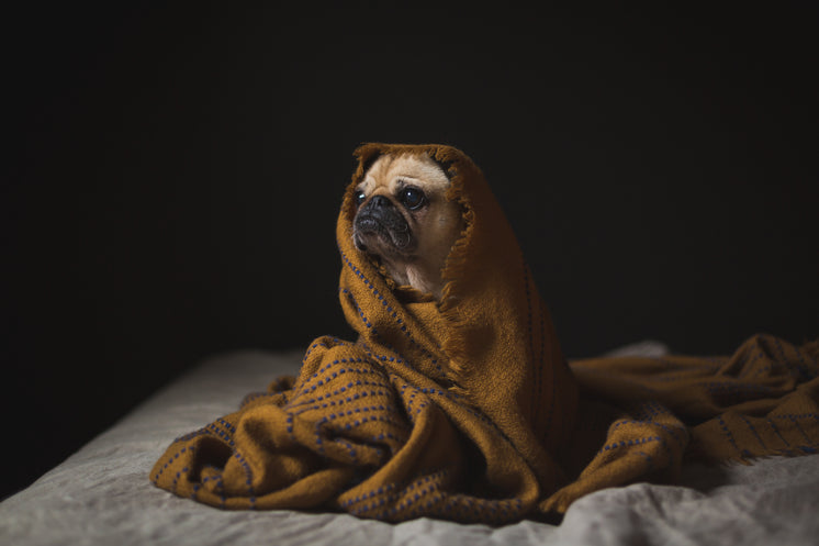 canine-staying-cozy.jpg?width=746&format