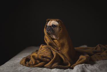 Free Canine Staying Cozy Photo — High Res Pictures