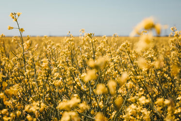 canola field in flower