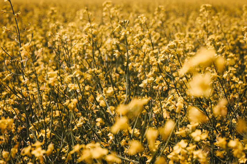 canola flower field