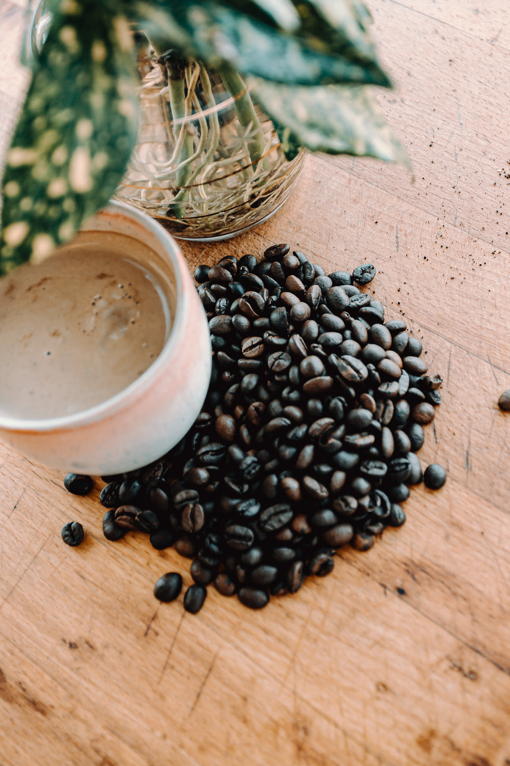 cappuccino sits in coffee beans under a plant