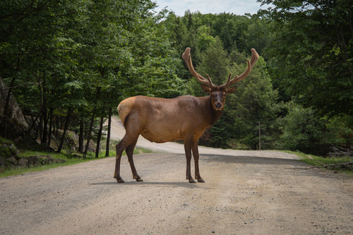 caribou with large antlers crosses dirt road