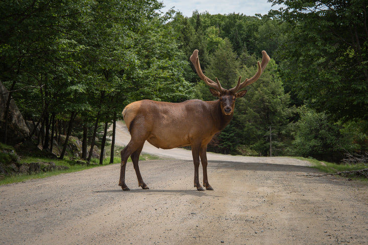 caribou-with-large-antlers-crosses-dirt-