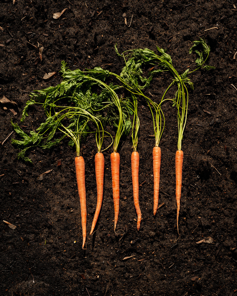 carrots on earth