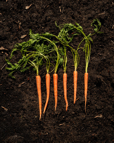 carrots on earth