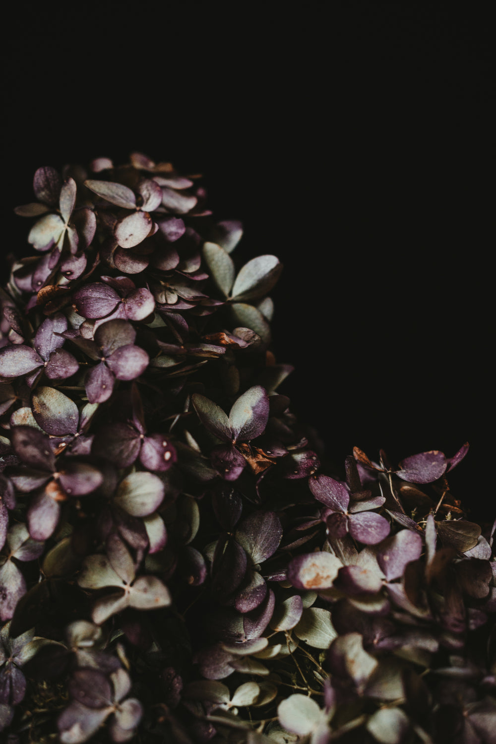 cascade of hydrangea blossoms