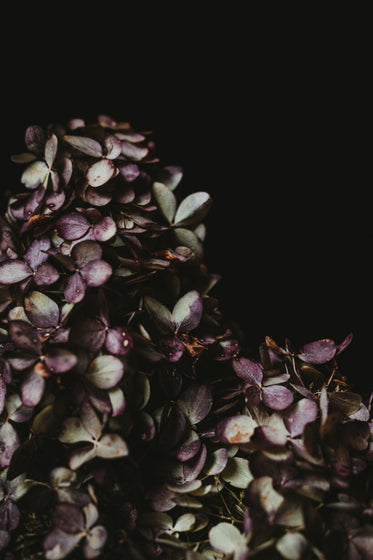 cascade of hydrangea blossoms