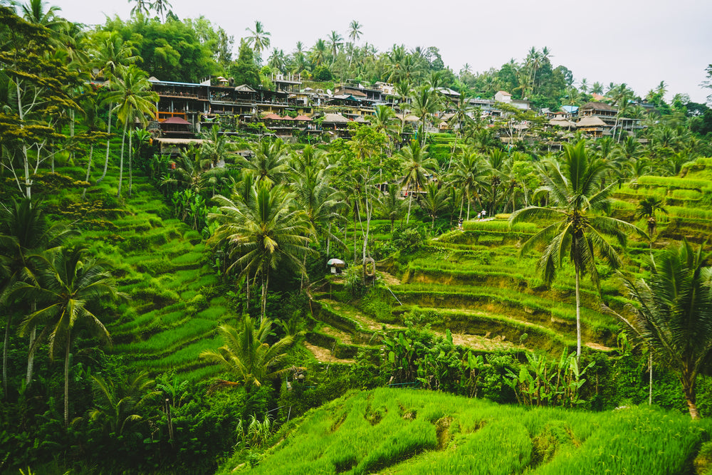 cascading rice fields of bali