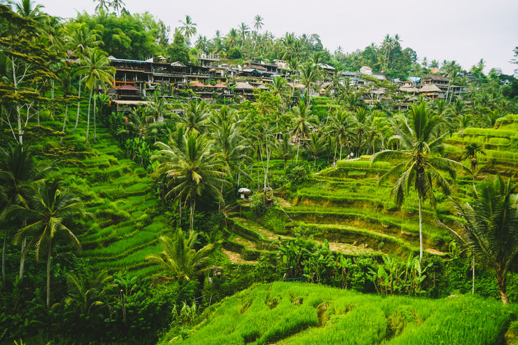 Cascading Rice Fields Of Bali