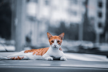 casual ginger and white cat posing