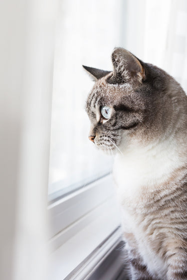 cat enjoying the view