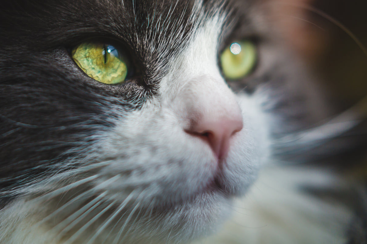 gato de olhos verdes