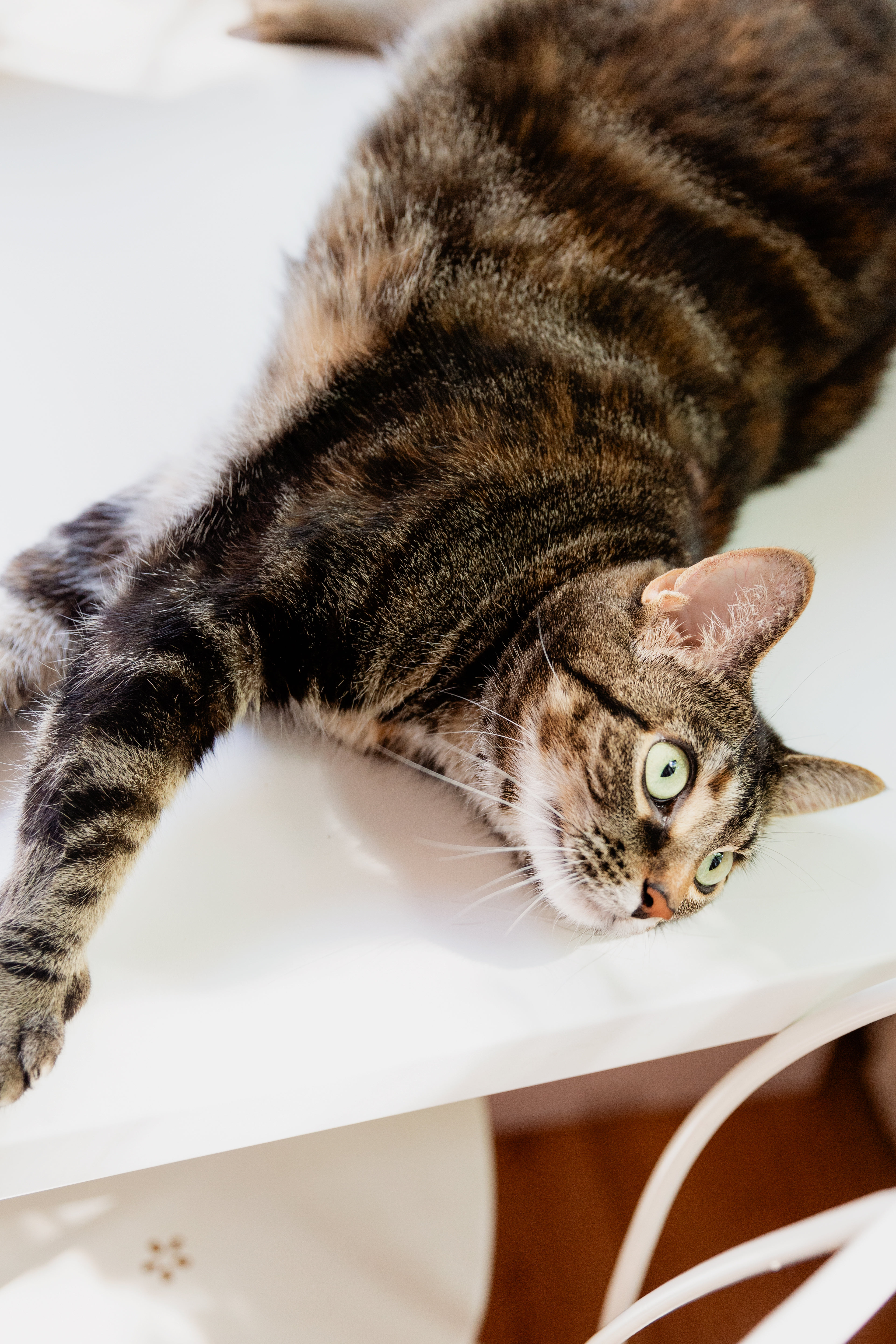 Cat on dining clearance table