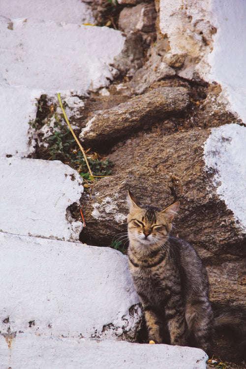 猫坐在一些石头上