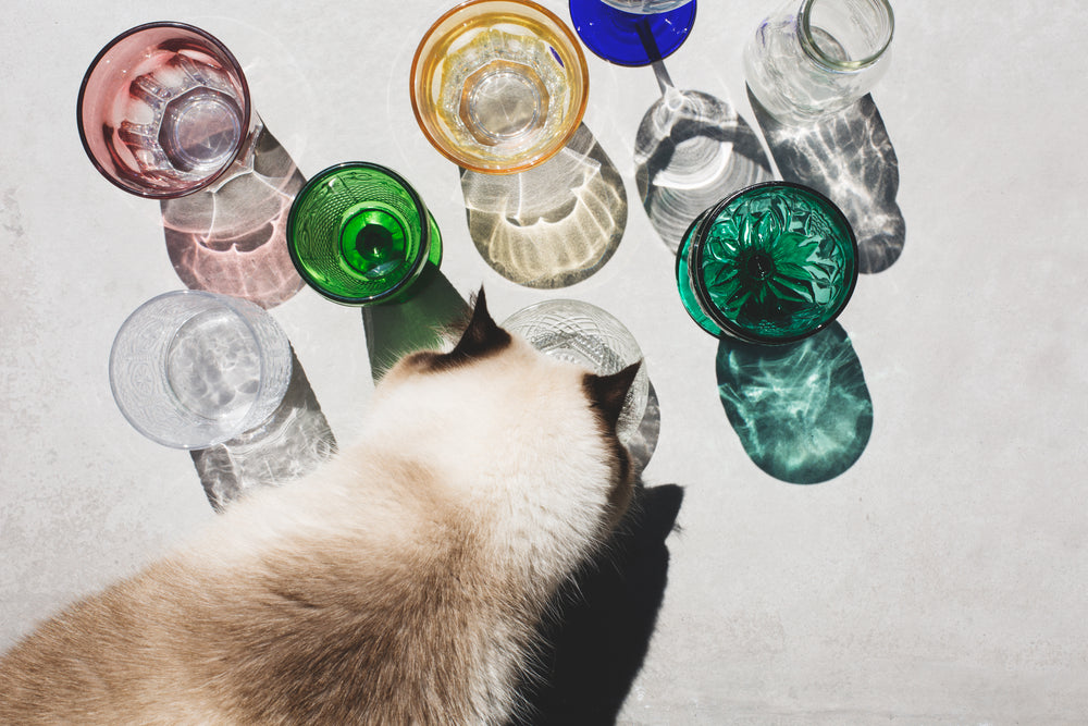 cat investigates glassware in light