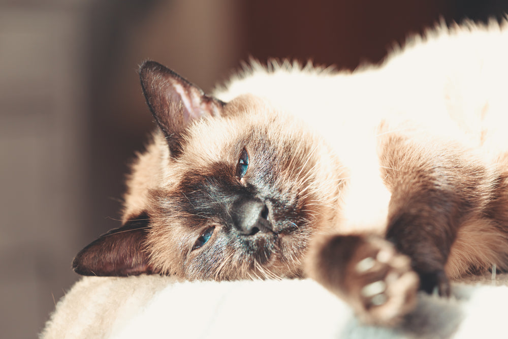 cat lays down and peaks at the camera