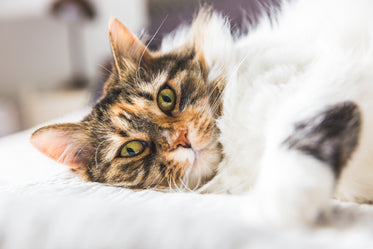 cat lying sideways on bed