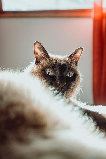 cat models in sunlight