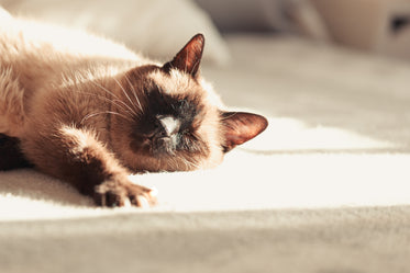 cat naps on white surface in the sunshine