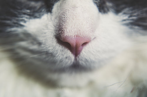 猫的鼻子