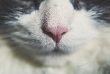 Cat Nose