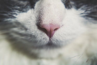 Picture of Cat Nose - Free Stock Photo