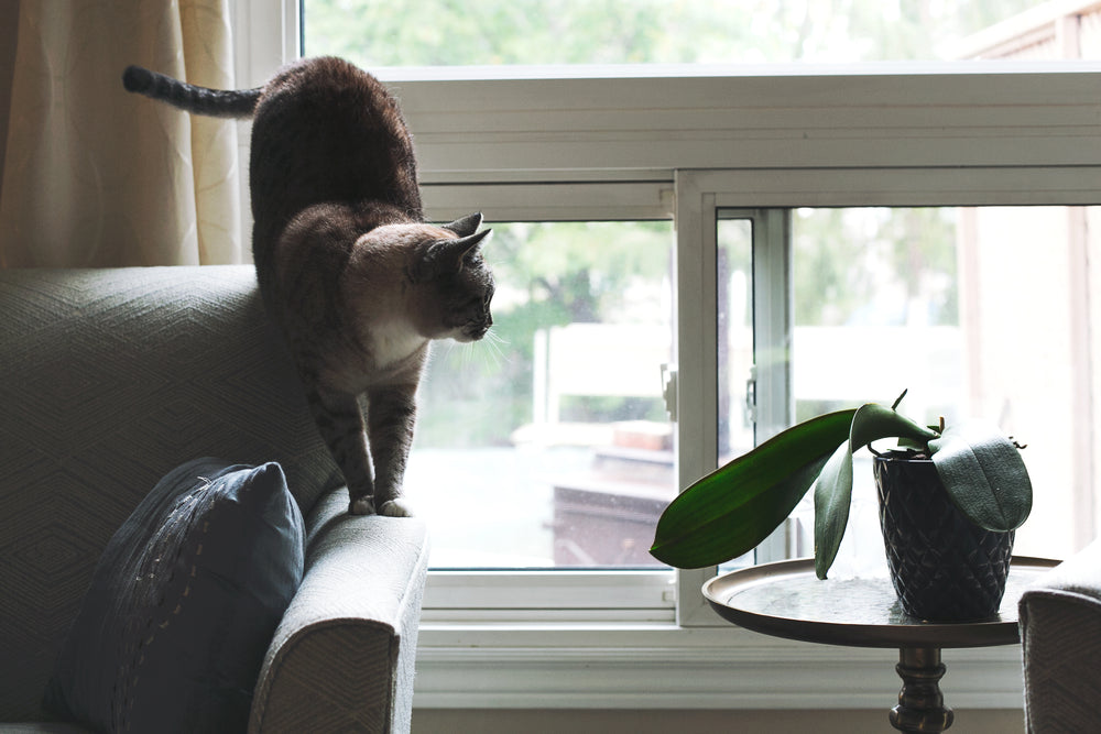 cat on sofa near window