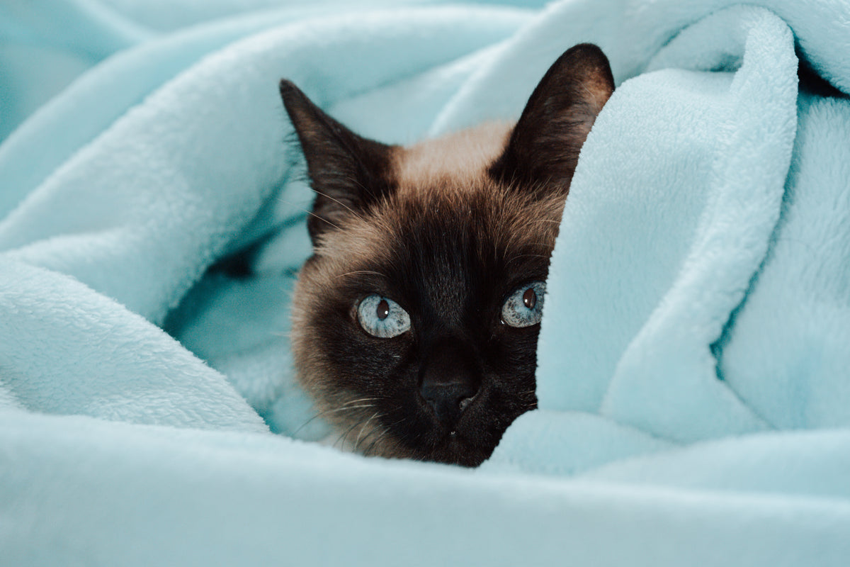 cat peeks out of a blue blanket