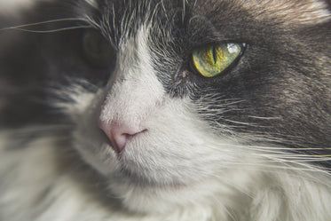 Picture of Cat Photo HD - Free Stock Photo