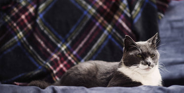 cat resting on sofa