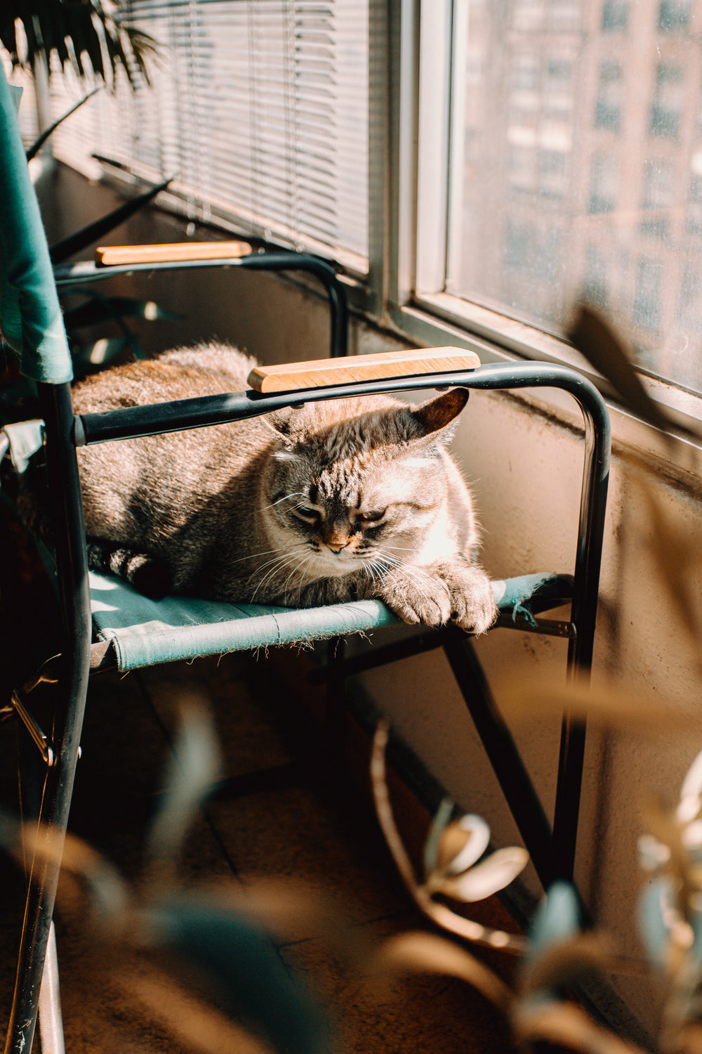 cat sits on a chair in the sun
