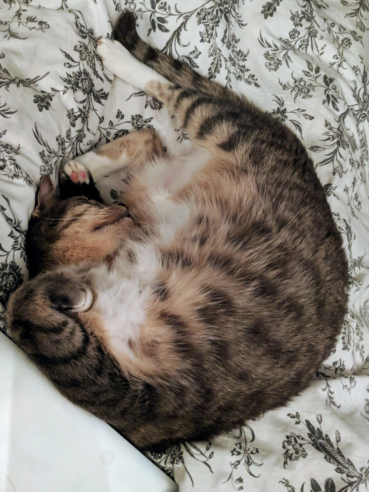 cat-sleeps-belly-up.jpg?width=746&format=pjpg&exif=0&iptc=0