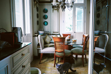 cat walks through dining room