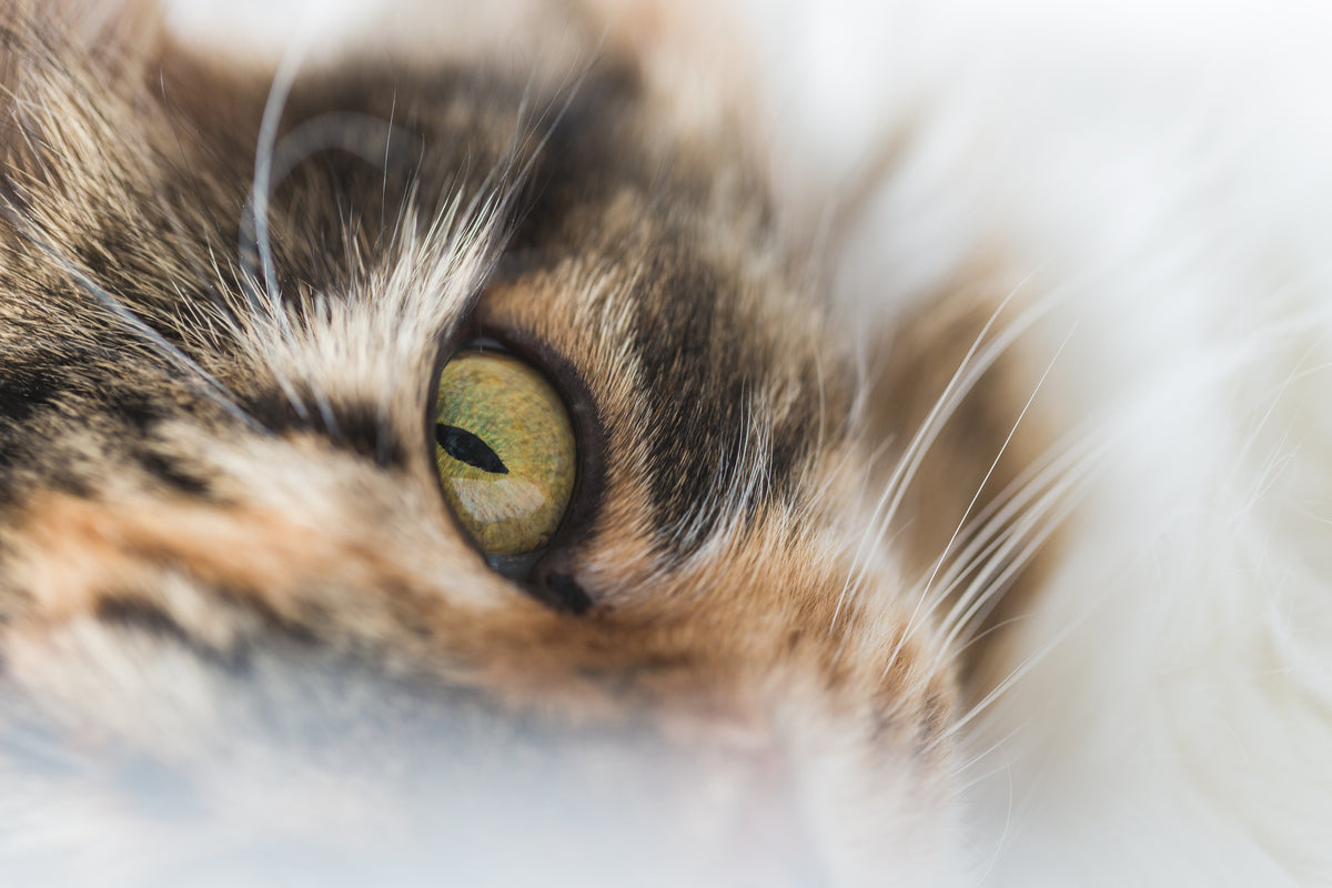 cats eye closeup