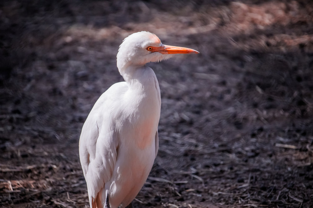 cattle egret