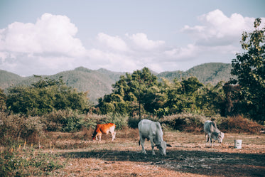 cattle graze a field