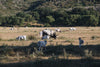 cattle graze in rural italy