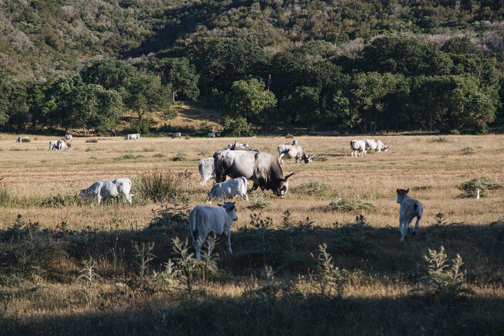 cattle graze in rural italy