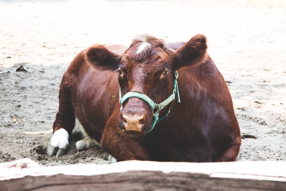 cattle resting on farm